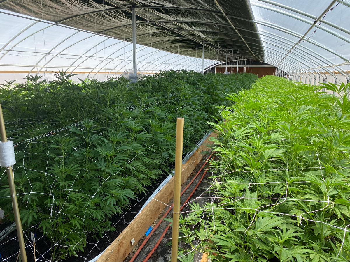 Interior Light Dep Greenhouse Silk Road Greenhouse