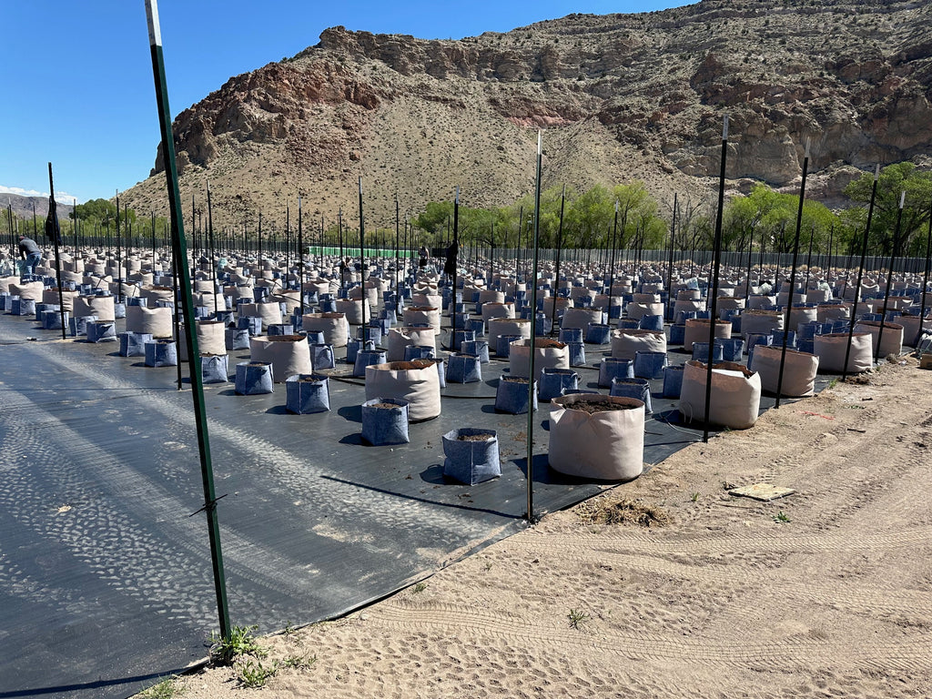 Smart Fabric Grow Bags Discount Whole Sales, Minimum One Bundle 500 Bags, Local Pick Up or Delivery Depending on Quantiy