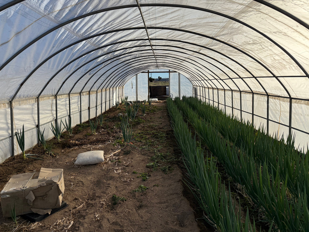 Traditional Greenhouse Kit, Size 18x100x10