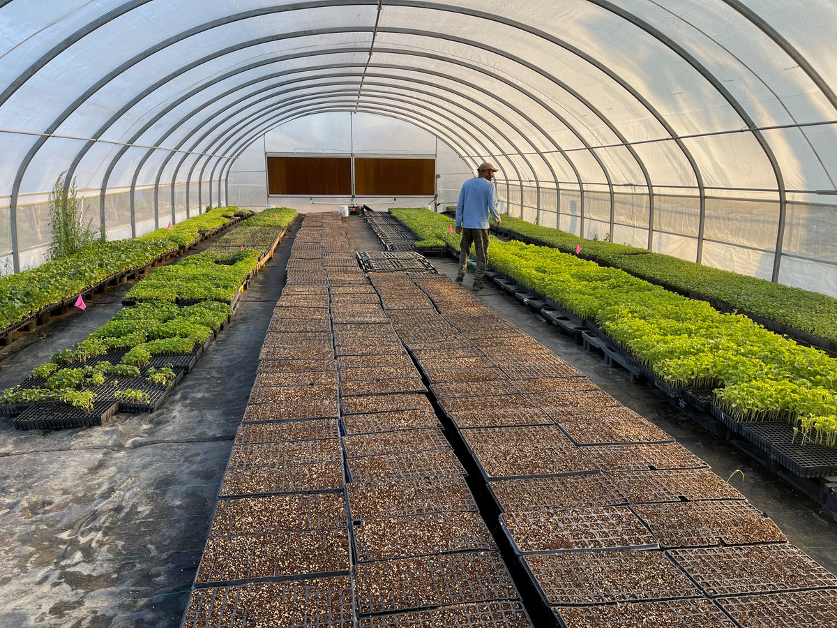 Heavy duty 30x100x11 greenhouse kit — installed house interior