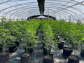 Heavy Duty Light Dep Greenhouse Kit, Size 30x70x11, Oval Shaped Hoop 30x70mm