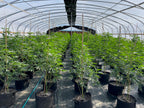 Heavy Duty Light Dep Greenhouse Kit, Size 30x70x11, Oval Shaped Hoop 30x70mm