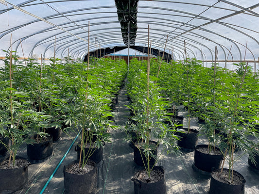 Heavy Duty Light Dep Greenhouse Kit, Size 30x70x11, Oval Shaped Hoop 30x70mm